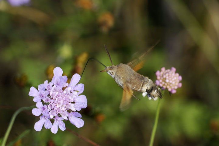 Macroglossum stellatarum